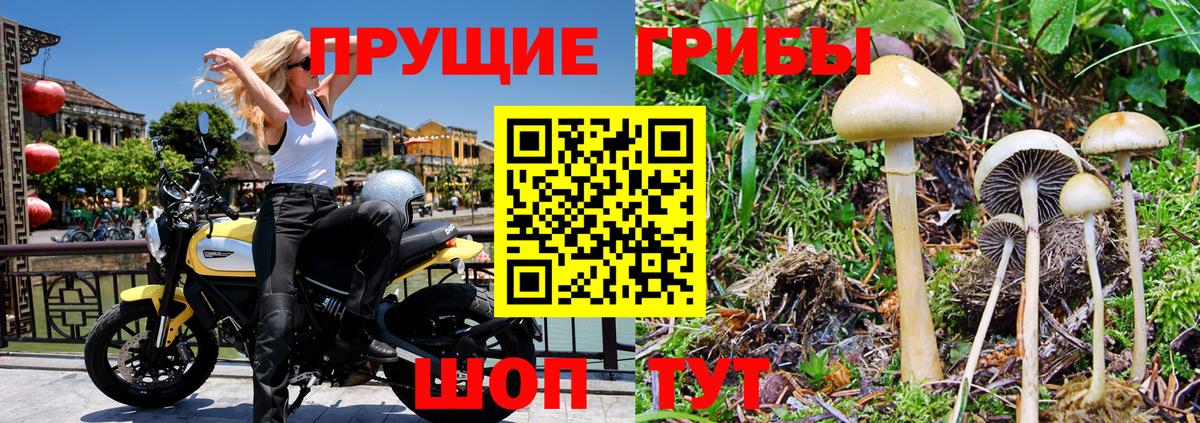 Губкин  Псилоцибиновые грибы Psilocybine cubensis  Вход с VPN  Псилоцибиновые грибы Psilocybine cubensis 